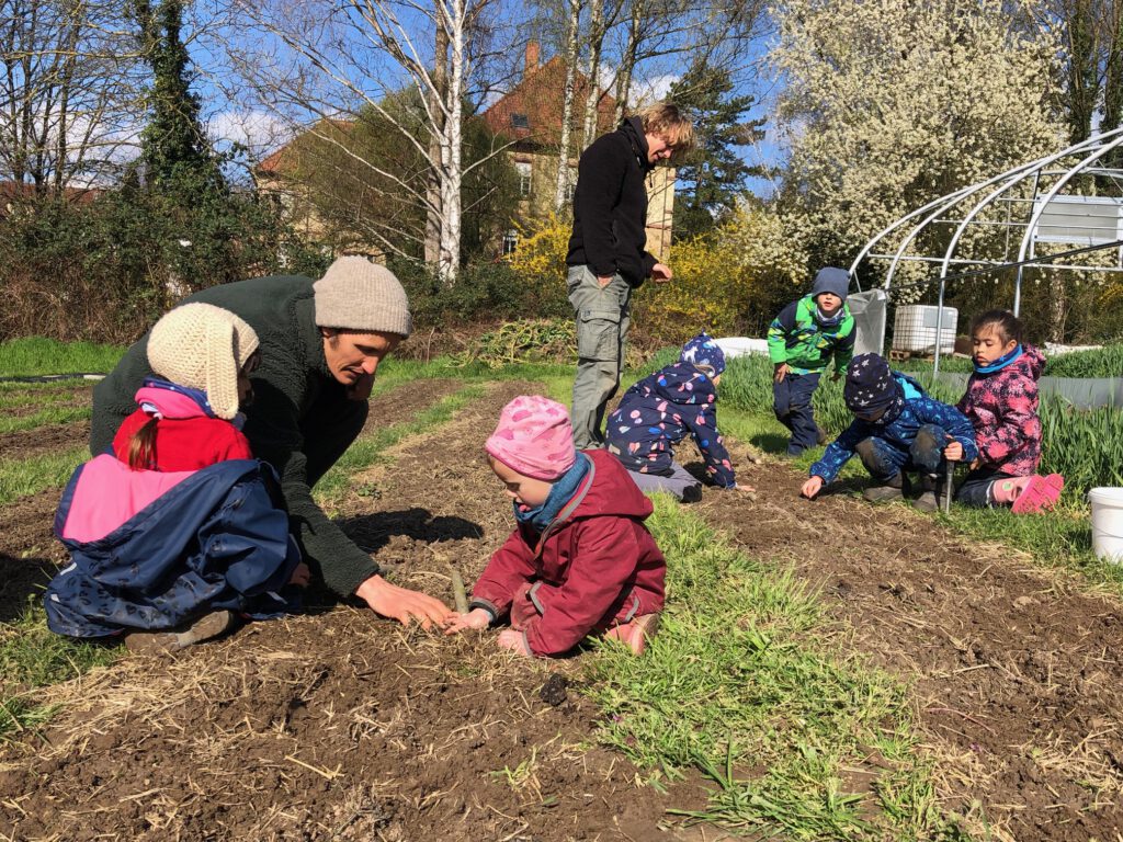 Kinder des Naturkindergartens pflanzen Kartoffeln