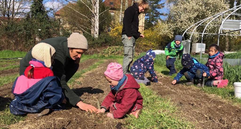 Kinder des Naturkindergartens pflanzen Kartoffeln