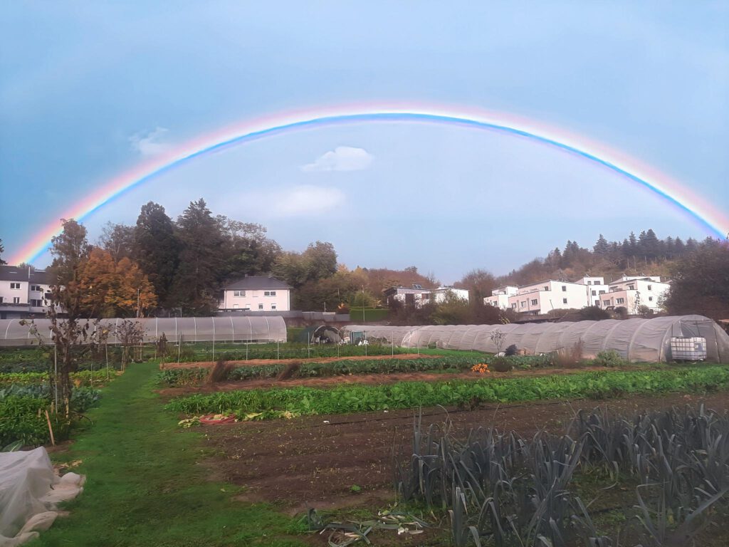 Regenbogen über dem Walzbach-Acker